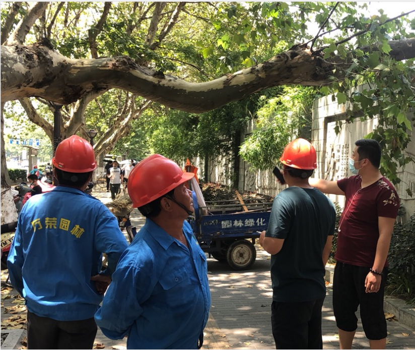 大树砸中车辆 物业处置及时